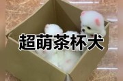 茶杯犬（近亲交配的争议与影响）