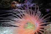 如何正确饲养一字波纹吊（养殖水族箱的必备技巧和注意事项）
