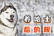哈士奇常见疾病及防治措施（了解哈士奇常见疾病，让你的宠物健康快乐）