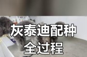 泰迪犬的配种选择与注意事项（优质配种伴侣的选取和繁殖管理）