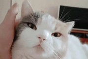 猫的可怕之处（探寻我对猫害怕的原因及其应对之道）