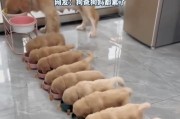 如何适时增加小金毛的食量？（科学合理的喂养方法保障小金毛的健康成长）