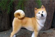 如何正确饲养你的柴犬（全面指南教你养一只健康快乐的柴犬）