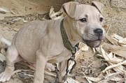 比特犬串子（探索比特犬串子的特点和培养方法）