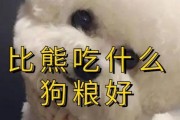 比熊一岁饮食指南（营养均衡的饮食保障比熊健康成长）