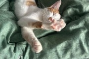 猫瘟传染性风险及防控措施（以猫跟的猫瘟的猫接触了，你需要了解的关键信息）