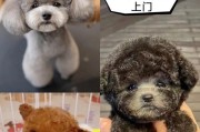 泰迪的五个生活阶段（解读泰迪犬的成长过程）