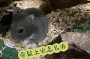 仓鼠眼睛突出，可能是上火！（了解仓鼠上火的特征和防治方法，关爱你的小宠物健康）