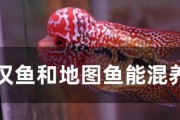 养地图鱼的注意事项（打造美丽水族箱的秘诀）