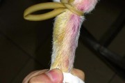 以狗前肢静脉是什么静脉？（了解狗前肢静脉的结构和功能）
