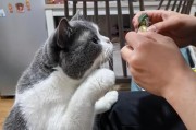 给猫咪吃的10种人类食物（让我们了解一下猫咪可以享用的美味人类食物吧！）
