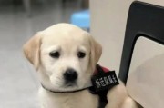 拉不拉多犬的疫苗接种（详解拉不拉多犬所需的疫苗种类及接种时间安排）