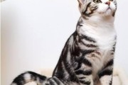 美国短毛猫的完美饲养指南（如何成为一名优秀的猫奴）