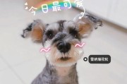 如何有效惩罚雪纳瑞犬不听话？（使用正面和温和的方法来纠正不听话的行为）
