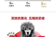 贵宾犬的成年过程（了解贵宾犬成年所需的时间和关键发展阶段）