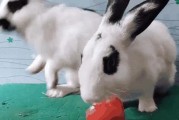 母兔为何会吃小兔？（探究母兔吃小兔的原因及背后的生物学机制）