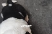 揭秘边牧为什么如此喜欢咬东西？（探索边牧咬东西的原因与解决方法）