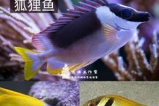 以一字波纹吊的饲养指南（宠爱宠物，细心呵护你的小宝贝）