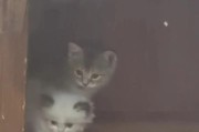 小猫一个月内的成长奇迹（揭秘小猫一个月内的巨大身体变化与发育进程）