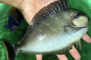 六盾锯尾吊的饲养方法（了解饲养技巧，打造健康水族）