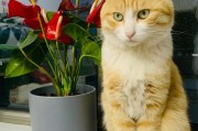 揭秘猫咪为何喜欢看我（探索猫咪视线的奥秘，为你的毛茸伙伴带来更多乐趣）