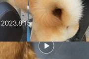 柴犬为什么掉毛很严重？（探究柴犬掉毛的原因及应对方法）