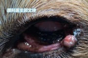 泰迪狗眼球上粘了个东西——如何应对狗狗眼部异物（狗狗眼睛遭遇异物，主人需及时处理，）
