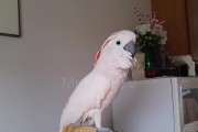 红葵鹦鹉繁殖需要多久？（了解红葵鹦鹉繁殖周期及关键因素）