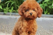 泰迪犬价格及最适合家庭的体型（了解泰迪犬价格以及选择适合家庭的体型）