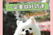 购买博美犬的费用和注意事项（了解博美犬的价格和购买前的准备工作，让你的宠物生活更顺利）