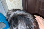 怎样帮助狗狗克服对炮竹烟火声的恐惧？（让你的爱犬安心度过喜庆节日的方法和技巧）