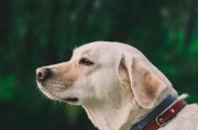 以什么狗会有弓形虫（了解弓形虫感染在不同犬种中的情况）