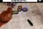 揭秘猫咪为何害怕黄瓜（猫咪的神秘惧怕源于本能的恐惧）