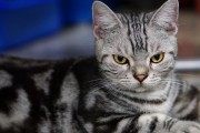 探索家猫的品种及特点（揭开家猫的神秘面纱，了解各种家猫品种）
