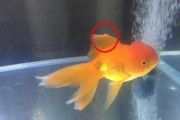 金鱼白色物质吐出，可能是哪种疾病？（揭秘金鱼白色物质吐出的原因及治疗方法）