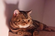 探索猫咪为何会发腮？（解开猫咪腮腺的奥秘）