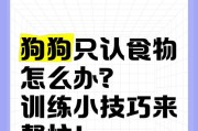 狗狗吃多了不舒服怎么办？5点技巧帮助缓解！（家长应该如何应对狗狗吃多了的情况，保证它们的健康？）
