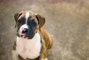 如何饲养健康的拳师犬？（掌握这些关键点，让你的拳师犬快乐生活！）