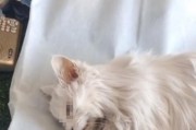 猫咪死后的合适处理方式（为什么不能直接埋地上？）