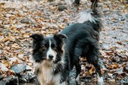 养护专家教你如何照顾俄罗斯南部牧羊犬（掌握关键技巧，让你的宠物健康成长）