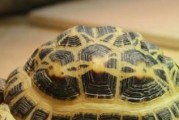 蛛网龟的饲养方法（了解蛛网龟的特点与饲养技巧，让它们健康成长）