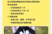 哈士奇狗的睡眠需求揭秘（揭开哈士奇每天睡多久的神秘面纱）