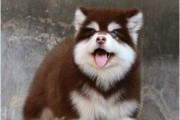 狗一条份疫苗多少毫升？（深入了解狗疫苗注射量，守护宠物健康）