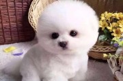 最受欢迎的小型犬品种（了解小型犬的热门选择及其特点）