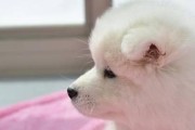 如何喂养萨摩耶——新手宠物父母的指南（从萨摩耶的基本营养需求说起）