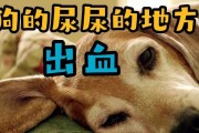 狗狗拉血的常见情况及处理方法（了解狗狗拉血的原因，保护它们的健康）