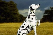 《养大麦町犬的注意事项》（如何做到让你的大麦町犬健康成长）