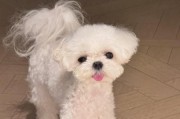 小狗憋尿能力发育时间的探究（了解小狗憋尿能力的成长过程，让它的生活更健康）