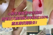 猫患狂犬病的潜伏期有多久？（揭秘狂犬病病毒在猫体内的隐藏时间）