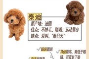 泰迪驱虫与疫苗间隔时间的重要性（探讨泰迪驱虫与疫苗的最佳间隔时间，确保宠物的健康与安全）